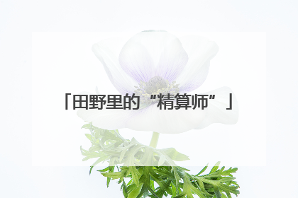田野里的“精算师”
