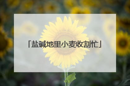 盐碱地里小麦收割忙