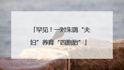 罕见！一对朱鹮“夫妇”养育“四胞胎”