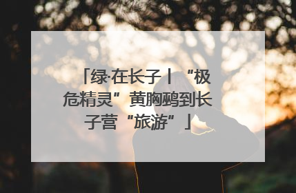 绿·在长子丨“极危精灵”黄胸鹀到长子营“旅游”