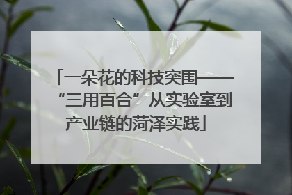 一朵花的科技突围——“三用百合”从实验室到产业链的菏泽实践