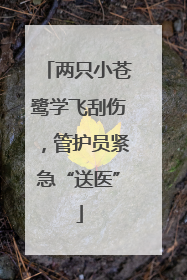 两只小苍鹭学飞刮伤，管护员紧急“送医”