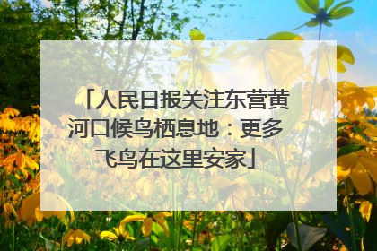 人民日报关注东营黄河口候鸟栖息地：更多飞鸟在这里安家