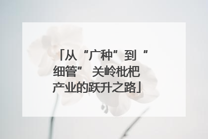 从“广种”到“细管” 关岭枇杷产业的跃升之路