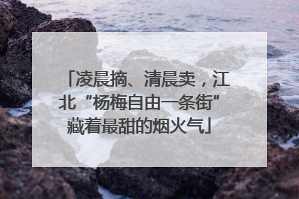 凌晨摘、清晨卖，江北“杨梅自由一条街”藏着最甜的烟火气
