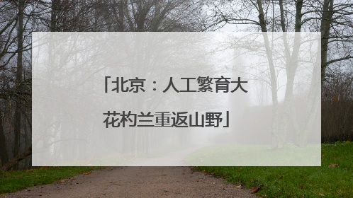 北京：人工繁育大花杓兰重返山野