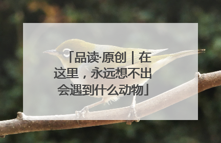 品读·原创｜在这里，永远想不出会遇到什么动物