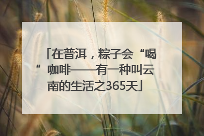 在普洱，粽子会“喝”咖啡——有一种叫云南的生活之365天