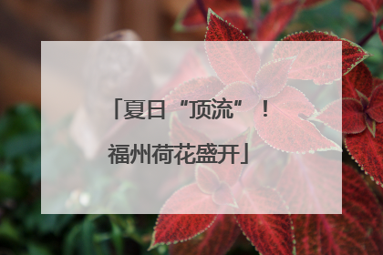 夏日“顶流”！福州荷花盛开