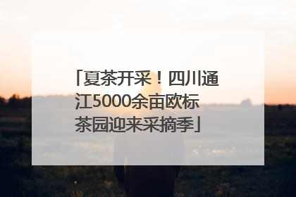 夏茶开采！四川通江5000余亩欧标茶园迎来采摘季