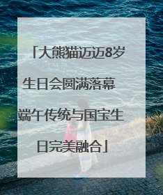 大熊猫迈迈8岁生日会圆满落幕 端午传统与国宝生日完美融合