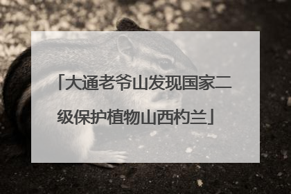 大通老爷山发现国家二级保护植物山西杓兰
