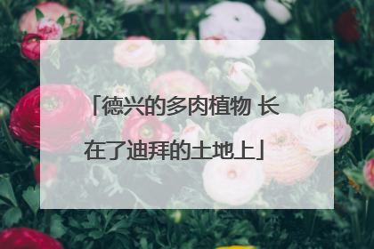德兴的多肉植物 长在了迪拜的土地上