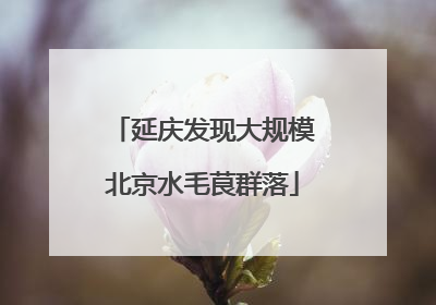 延庆发现大规模北京水毛茛群落