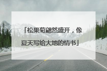 松果菊翩然盛开，像夏天写给大地的情书