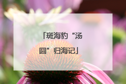 斑海豹“汤圆”归海记