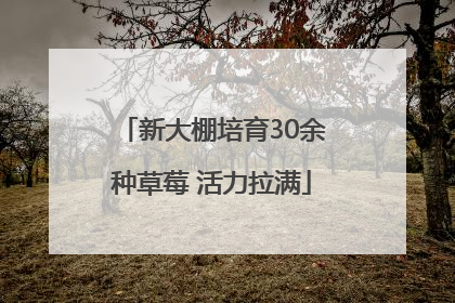 新大棚培育30余种草莓 活力拉满