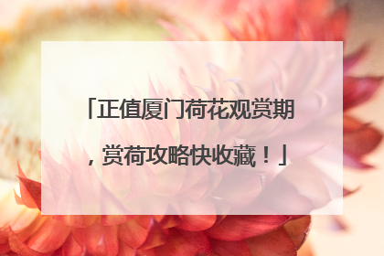 正值厦门荷花观赏期，赏荷攻略快收藏！