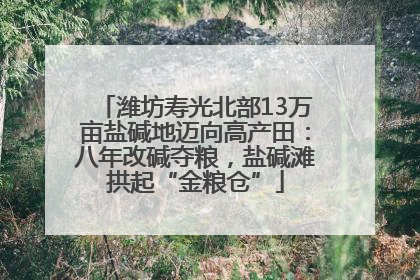潍坊寿光北部13万亩盐碱地迈向高产田：八年改碱夺粮，盐碱滩拱起“金粮仓”