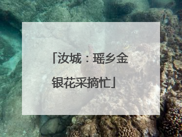 汝城：瑶乡金银花采摘忙