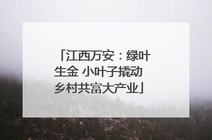 江西万安：绿叶生金 小叶子撬动乡村共富大产业