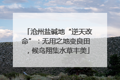 沧州盐碱地“逆天改命”：无用之地变良田，候鸟翔集水草丰美