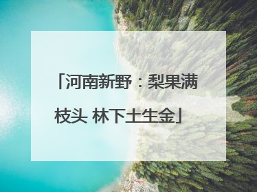 河南新野：梨果满枝头 林下土生金