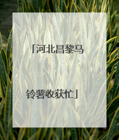 河北昌黎马铃薯收获忙