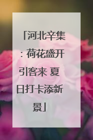 河北辛集：荷花盛开引客来 夏日打卡添新景
