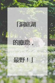 洞庭湖的麋鹿，最野！