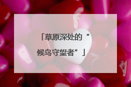 草原深处的“候鸟守望者”