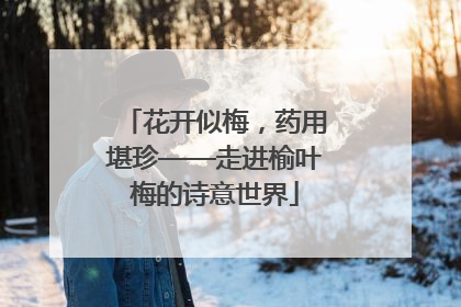 花开似梅，药用堪珍——走进榆叶梅的诗意世界
