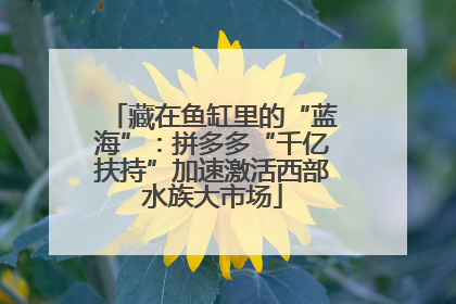 藏在鱼缸里的“蓝海”：拼多多“千亿扶持”加速激活西部水族大市场