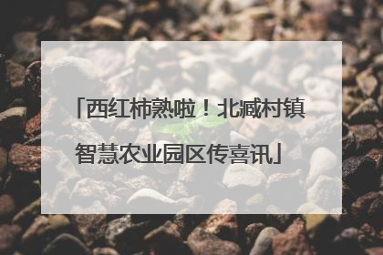 西红柿熟啦！北臧村镇智慧农业园区传喜讯