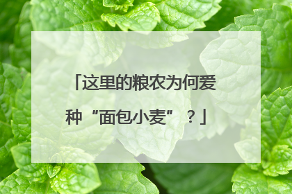 这里的粮农为何爱种“面包小麦”？