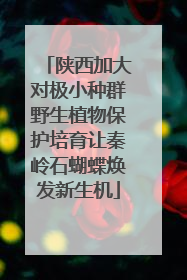 陕西加大对极小种群野生植物保护培育让秦岭石蝴蝶焕发新生机