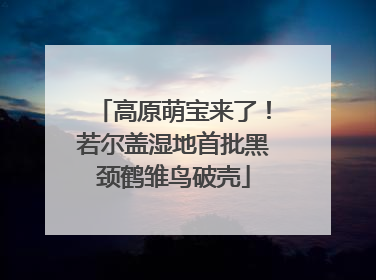 高原萌宝来了！若尔盖湿地首批黑颈鹤雏鸟破壳