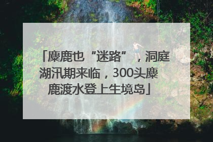 麋鹿也“迷路”，洞庭湖汛期来临，300头麋鹿渡水登上生境岛