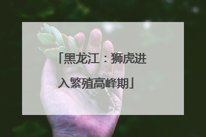 黑龙江：狮虎进入繁殖高峰期