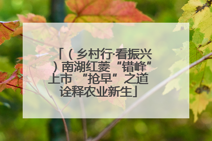 （乡村行·看振兴）南湖红菱“错峰”上市 “抢早”之道诠释农业新生