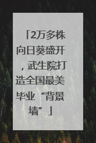 2万多株向日葵盛开，武生院打造全国最美毕业“背景墙”